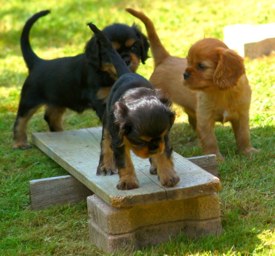 De Kroquant - Cavalier King Charles Spaniel - Portée née le 09/04/2017