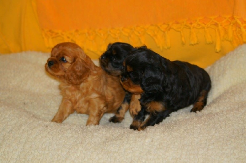 De Kroquant - Cavalier King Charles Spaniel - Portée née le 11/02/2016