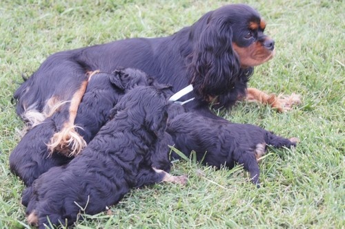 De Kroquant - Cavalier King Charles Spaniel - Portée née le 17/07/2011