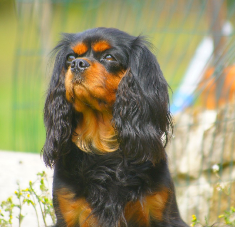 E.belle Du tison d'argence