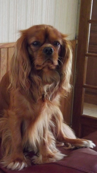 Hatchi De Kroquant