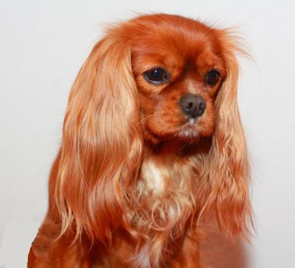 Gin fizz De passeriphane