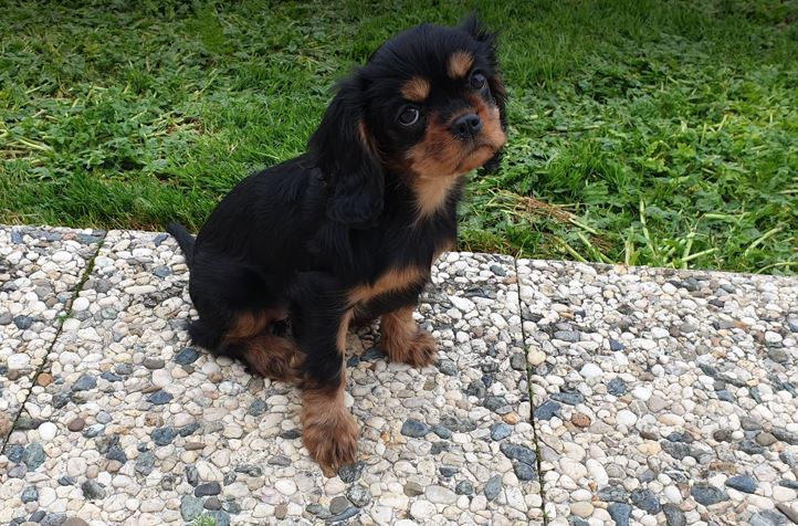 Penny-lane De Kroquant