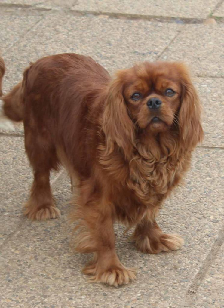 Norma jane baker De Kroquant