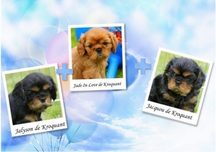 De Kroquant - Cavalier King Charles Spaniel - Portée née le 28/02/2014