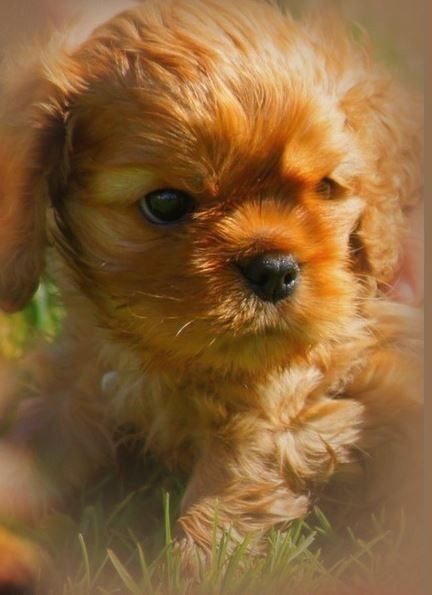 De Kroquant - Cavalier King Charles Spaniel - Portée née le 12/03/2015