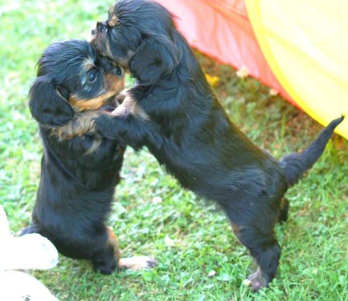 De Kroquant - Cavalier King Charles Spaniel - Portée née le 08/05/2022