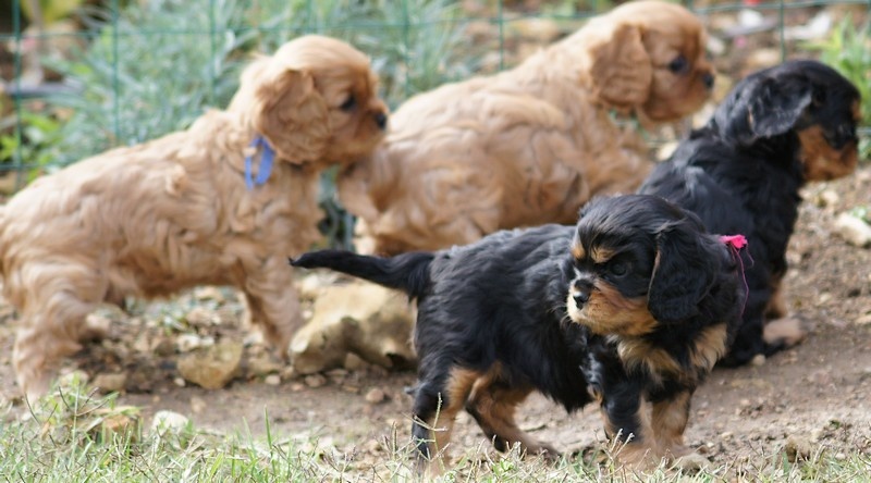 De Kroquant - Cavalier King Charles Spaniel - Portée née le 18/08/2012